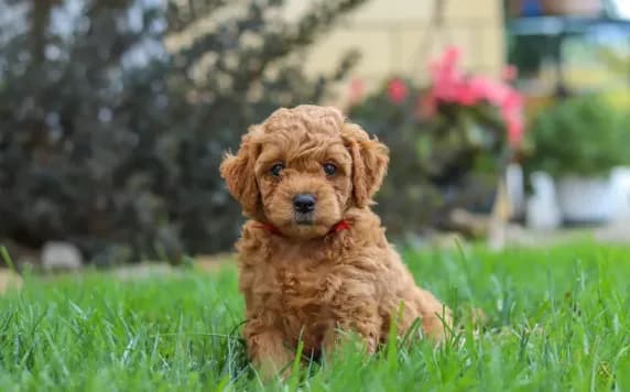 Toby