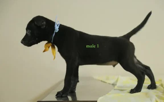 Purebred Taiwai(Formosan Mountain) 1