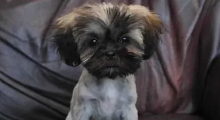 Lucy 4.5 pounds