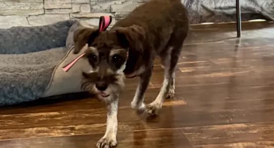AKC- Addie