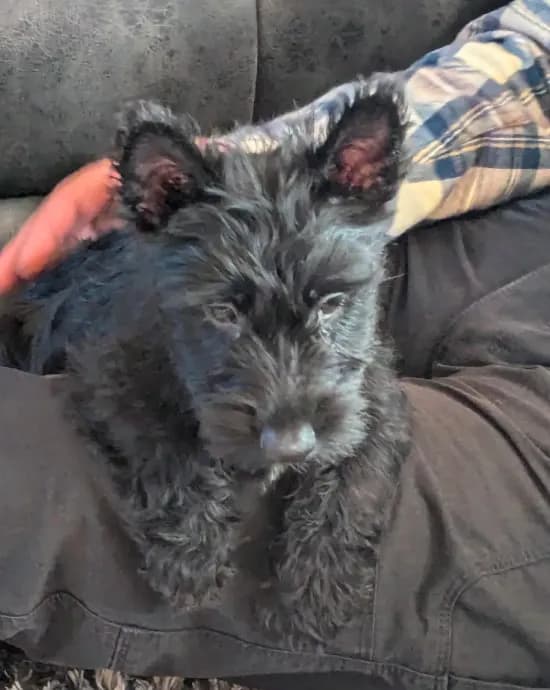 Scottie