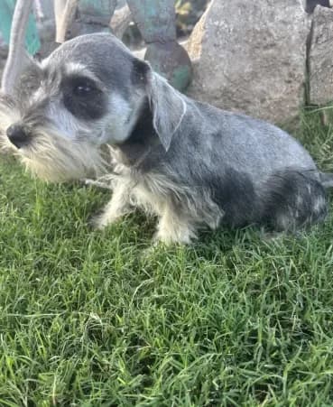 Salt Pepper Schnauzer