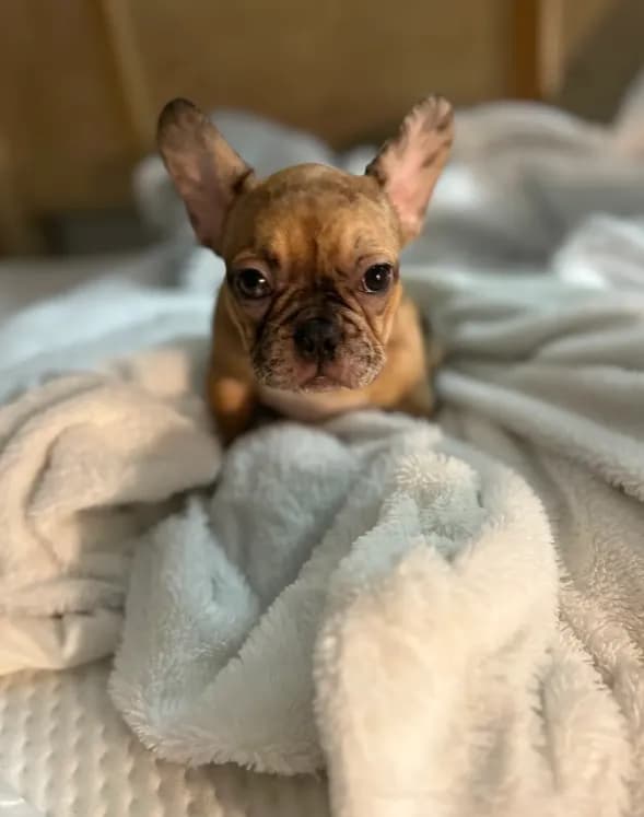 Lola