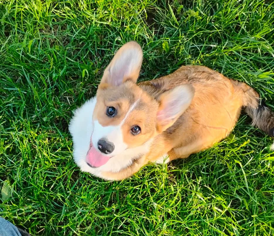 Clover-AKC reg.
