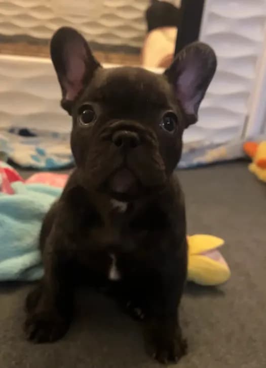 Bear