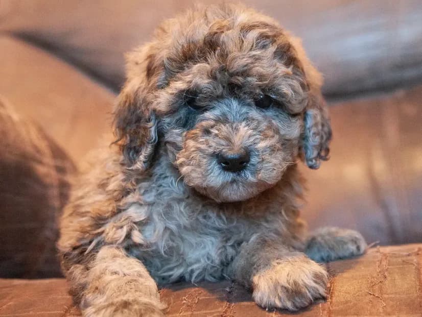 Mini Dixie