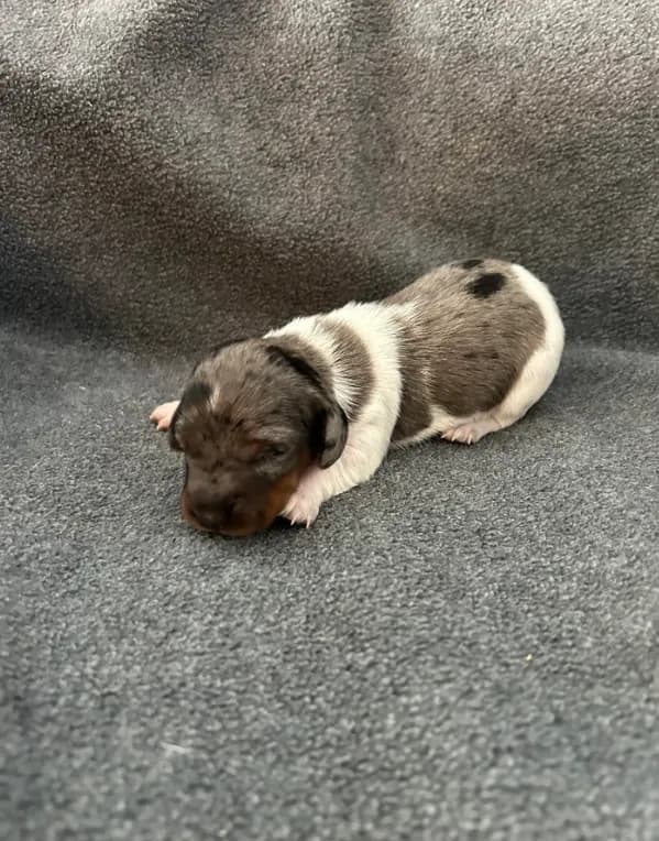 Molly dapple piebald female