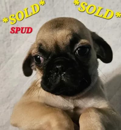 *SPUD* ~SOLD~