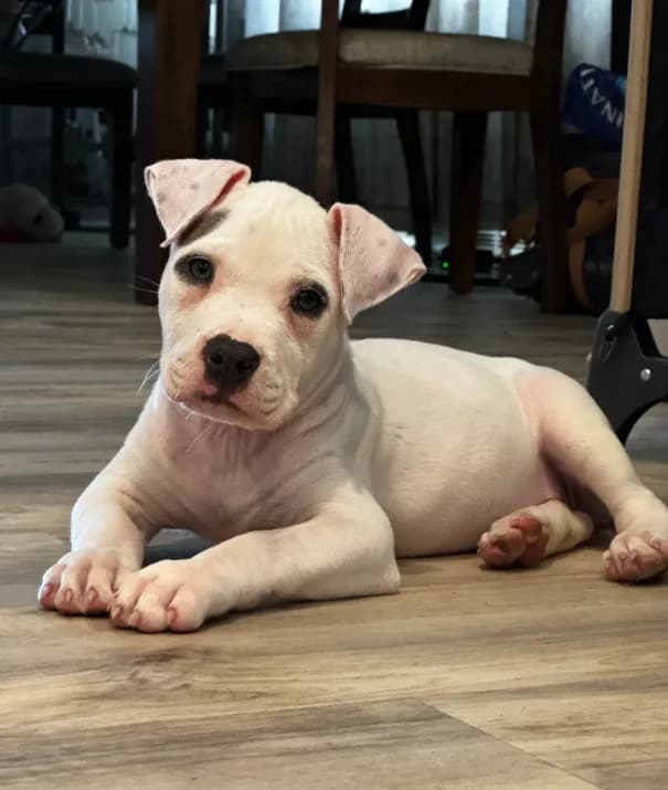 Ella