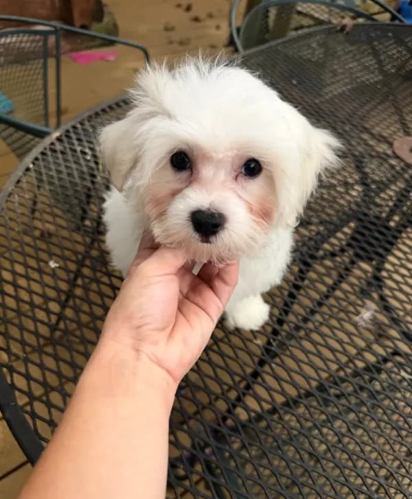 Male maltese