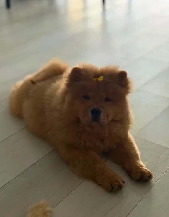 Laila