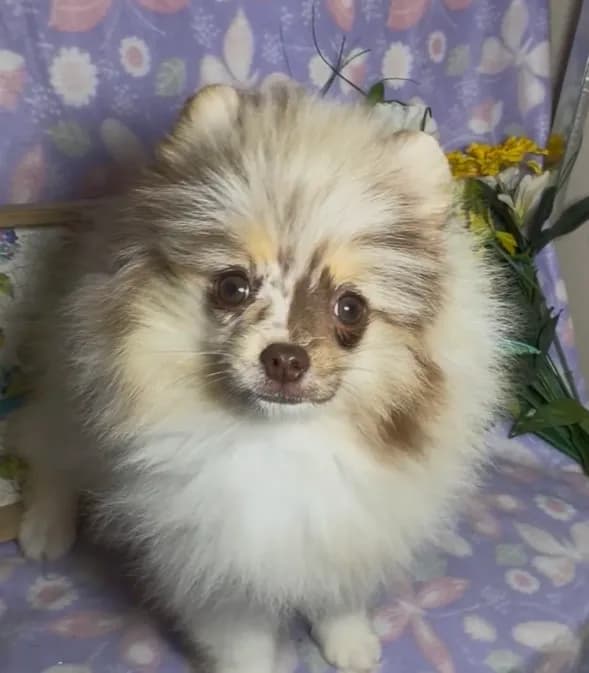 AKC Daisy