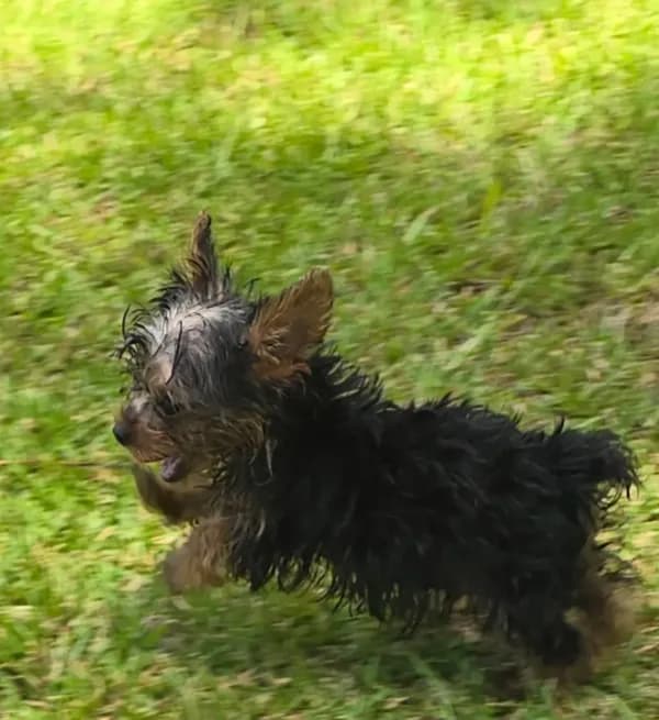 Tiny Teacup Yorkie Bo