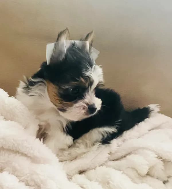 Born w/Cleft Lip-Parti Yorkie/Biewer Mix/Price Lowered
