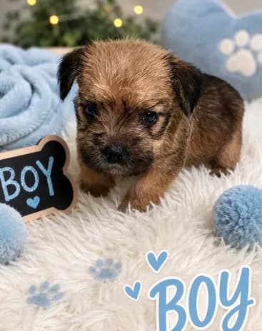 Shirley boy 3