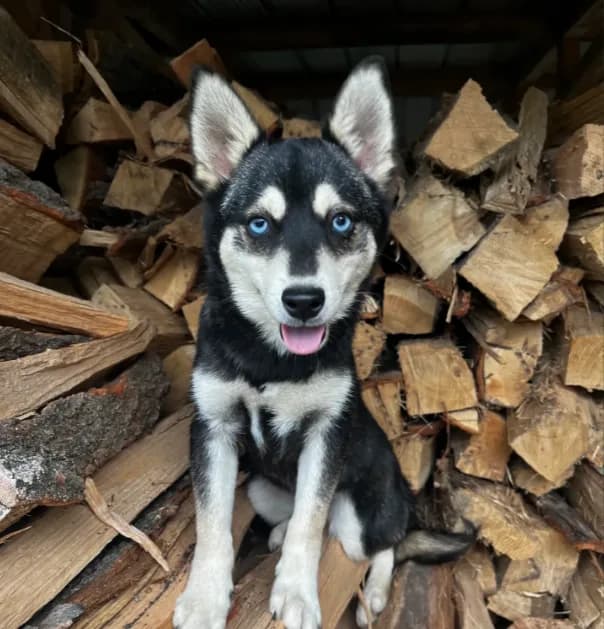 Ender - Blue Eyes!
