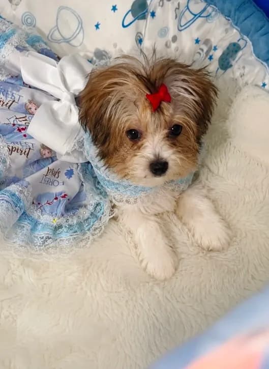 Tiny Lilly