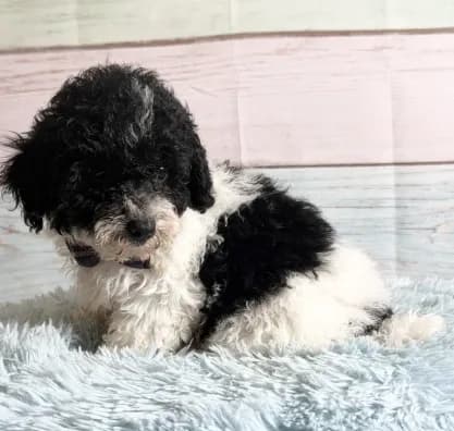 Oreo
