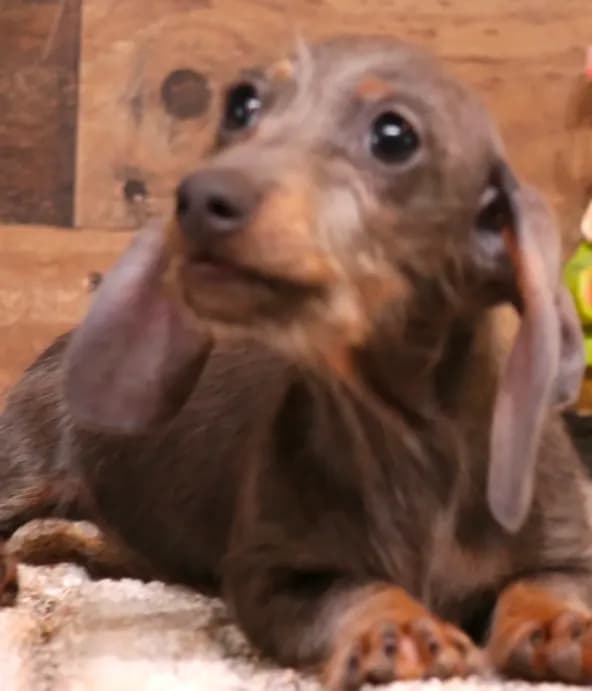 Sparrow blue/tan wirehair