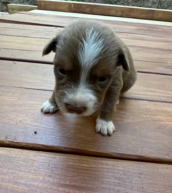Petey