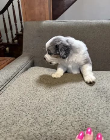Simon