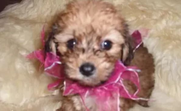 MILLY