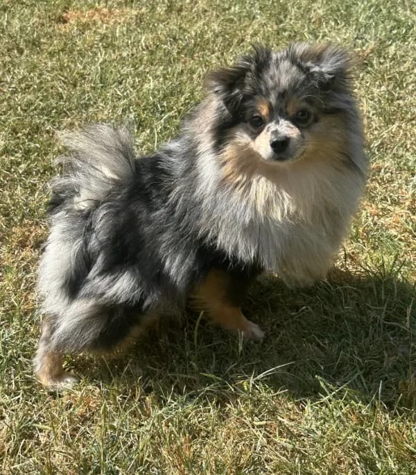 AKC ☆ Blue Merle