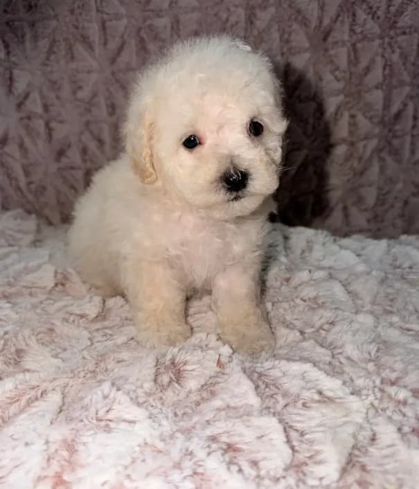 Peanut