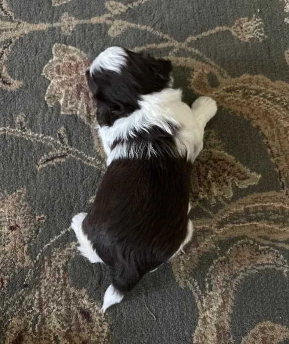 Tyson
