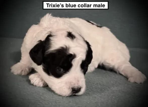 AKC Trixie's Blue Col Male