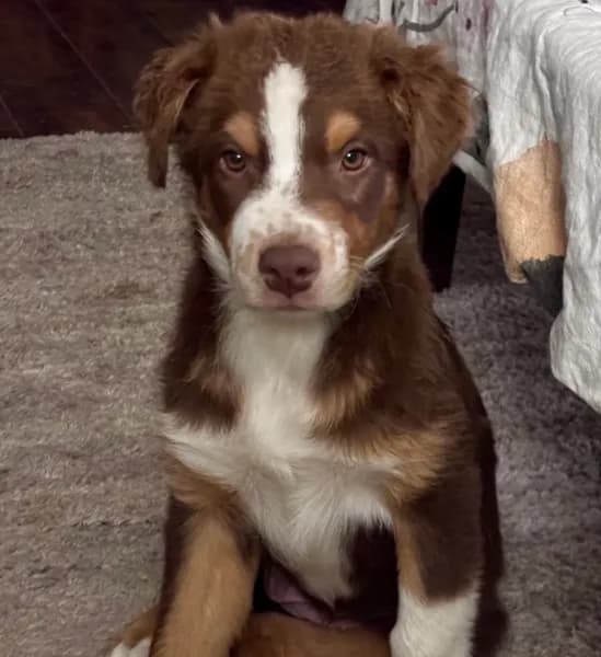 Hanna - PUREBRED AUSTRALIAN SHEPHERD
