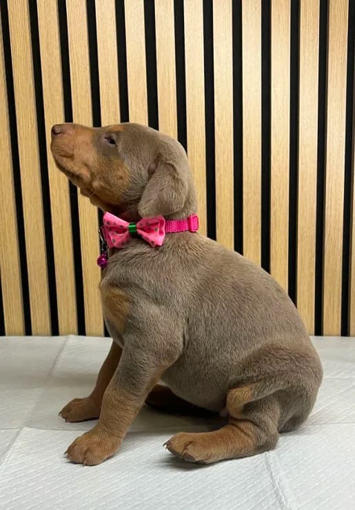 Fawn female