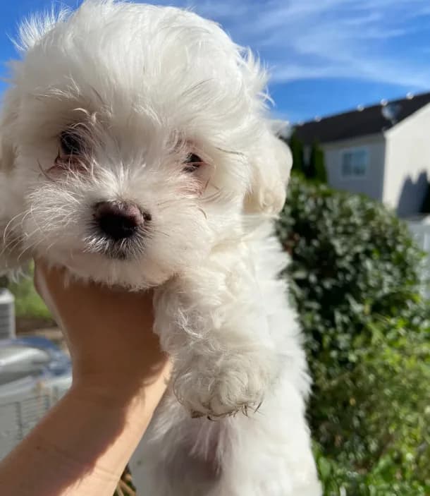 Maltese Puppy
