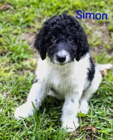 Simon