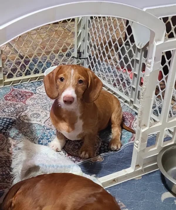 Buster WIRE HAIR
