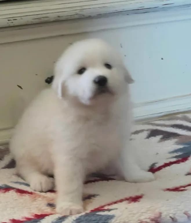 Dandie (Dandelion)