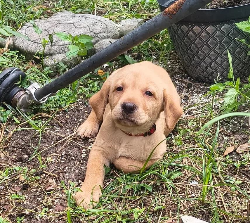 Rose AKC
