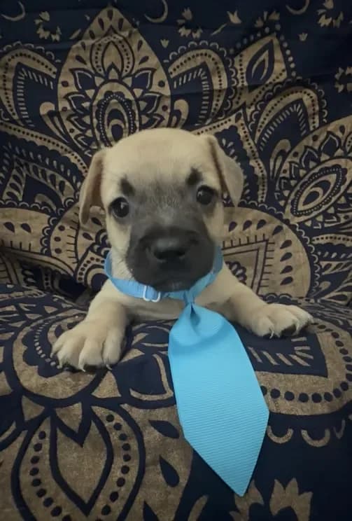 Frenchie Dachshund “French Bull Weenie” Boy