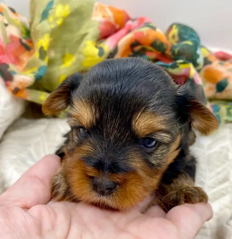 Jamie