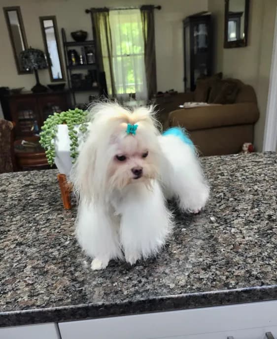 Yoko AKC