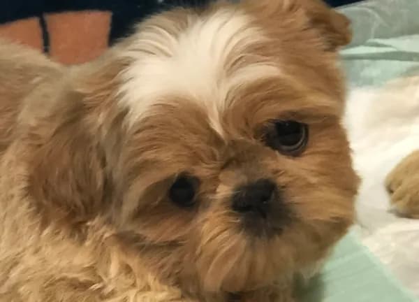 Phoebe AKC