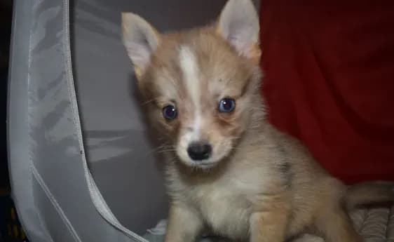 Elvis