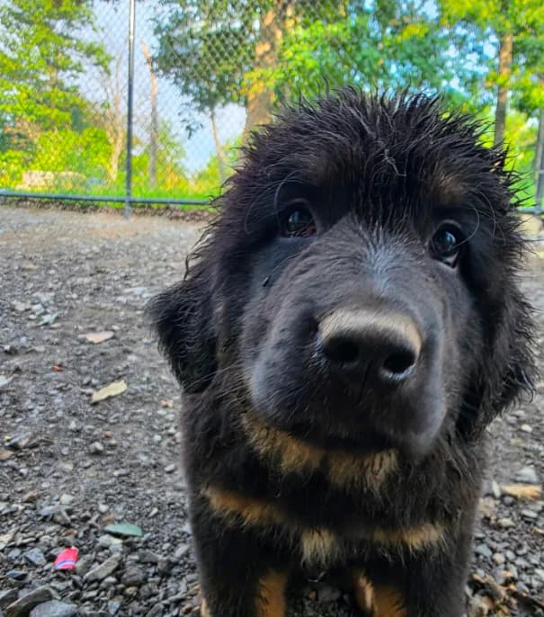 Mountain Bear Beam