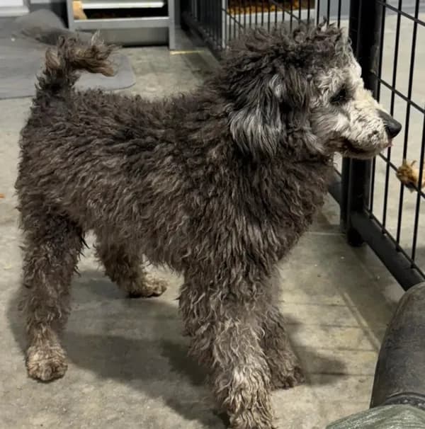 AKC Smokey