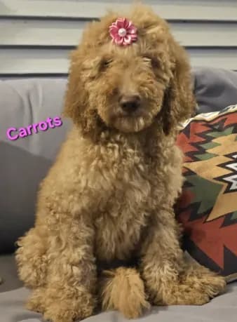 Carrots