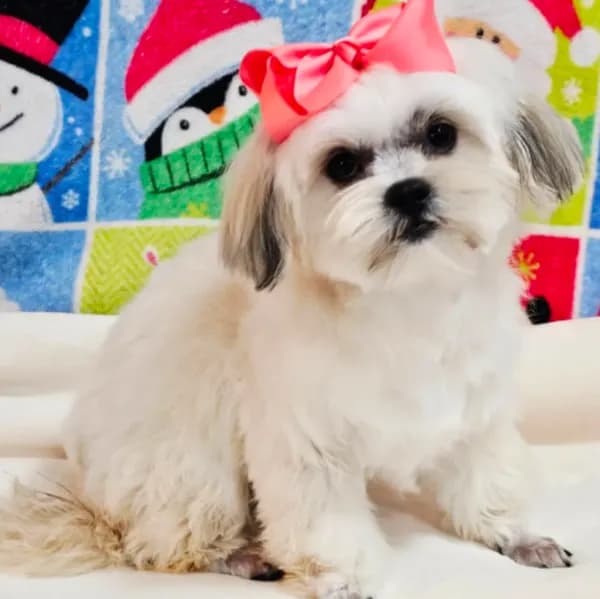 Bonita