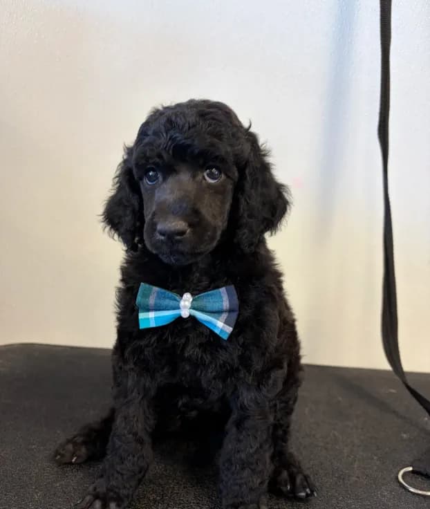 Winston
