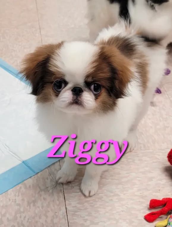 Ziggy