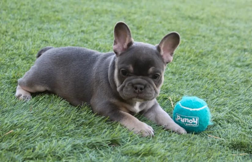 Lilac tan princess