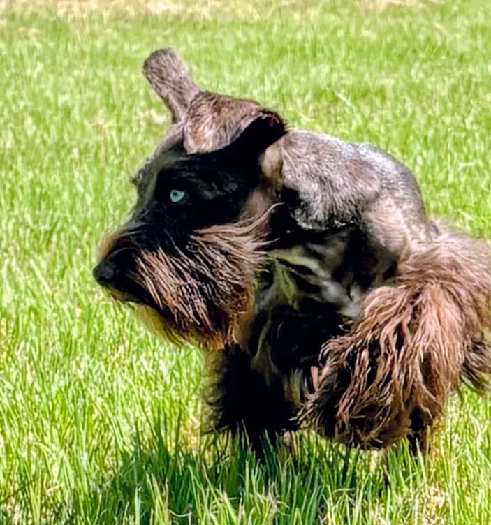AKC Liver Parti Male with Blue Eyes